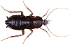 Oriental Cockroach