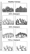 Stages of Ash Dieback